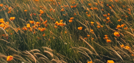 XIX Международный фестиваль кино, музыки и архитектуры «Зеркало» объявил программу и жюри