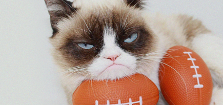 Умерла самая сердитая кошка интернета Grumpy Cat