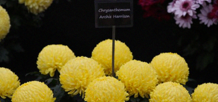 В честь сына Меган Маркл и принца Гарри назвали сорт хризантем