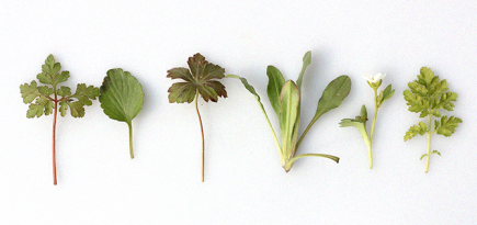 Правила шопинга онлайн: ЗОЖ-товары