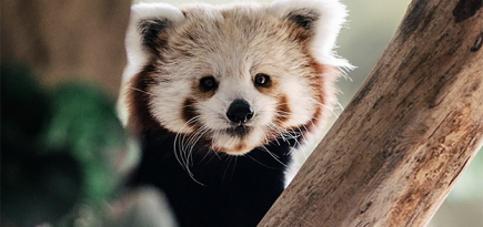 Московский зоопарк запускает приложение с дополненной реальностью