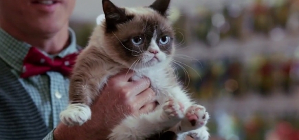 Угрюмая кошка сыграла главную роль в новой рождественской комедии