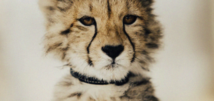 Правительство РФ запретило содержать дома морских змей и леопардов