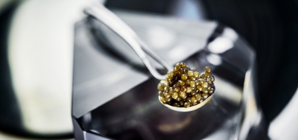 В ресторанах «Белуга» и «Кококо» пройдут икорные ужины