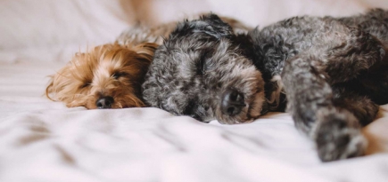 Как отели заботятся о домашних животных своих гостей