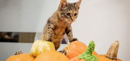 Фонд «РЭЙ» организует благотворительный фестиваль «Тыквы и Коты»