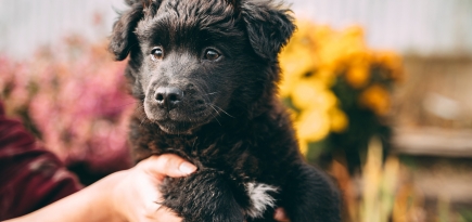 Компания Teddy Food запустит акцию помощи бездомным животным