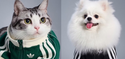 adidas выпустил новую коллекцию для домашних животных