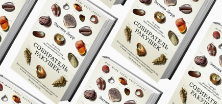 Домашнее чтение: отрывок из книги Энтони Дорра \"Собиратель ракушек\"