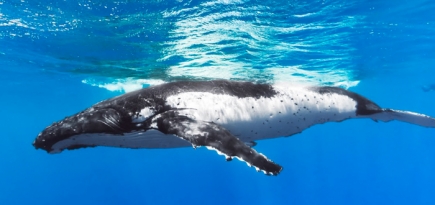 Виртуальный дайвинг от Google