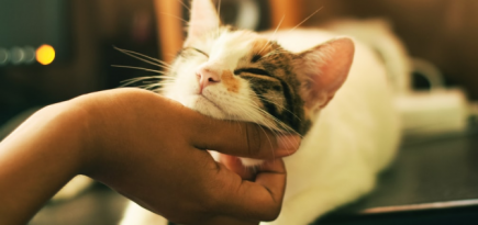 В Сети пройдет первый кошачий кинофестиваль