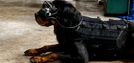 В США появились очки дополненной реальности для собак