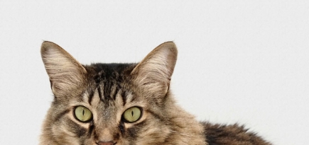 Ученые выяснили, как улыбаться по-кошачьи