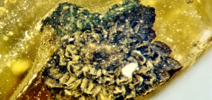 В куске янтаря нашли ранее неизвестный цветок – ему 100 миллионов лет