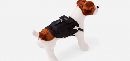 Prada выпустил коллекцию курток для собак