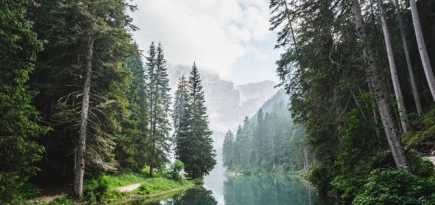 Вышла мобильная игра «Посади лес» - она сажает реальные деревья