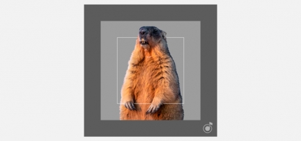 «Яндекс.Музыка» выпустил плейлисты ко Дню сурка