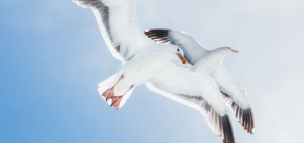 Ученые выяснили, что птицы судят о людях по их одежде