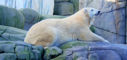 Белые медведи могут исчезнуть к 2100 году из‑за глобального потепления