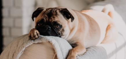 Всем по собаке: фонд «Подарок судьбы» раздает питомцев 23 июня