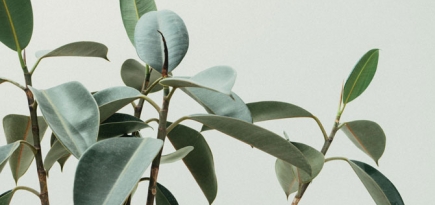 Ученые выяснили, какие комнатные растения улучшают ментальное здоровье