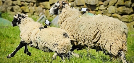 Sony использовали овец для съемки \"Тур де Франс\"