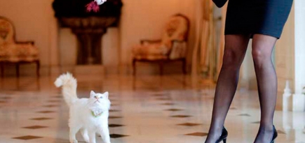 Кошки-жильцы 5-звездочных отелей