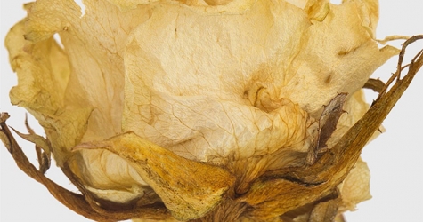 Дизайнерское пресс-папье с розой внутри от Christopher Kane