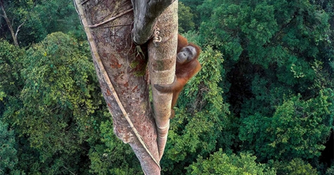 Объявлены победители конкурса Wildlife Photographer of the Year — 2016