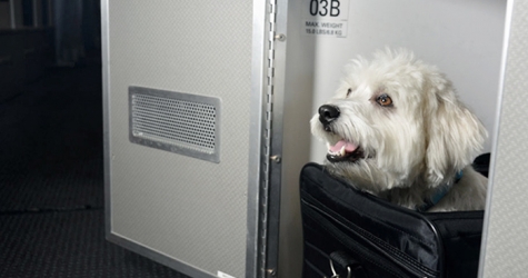 Американские авиалинии представили кабины первого класса для домашних животных