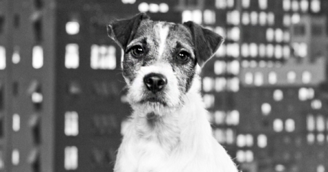 5 самых милых собак, которые победили на Каннском кинофестивале