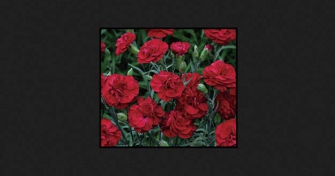 В Москве и Санкт-Петербурге пройдут акции памяти жертв пожара в Кемерове