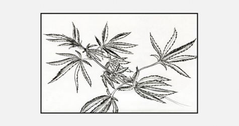 Арбуз, бактерии, конопля и другие главные компоненты года в косметике