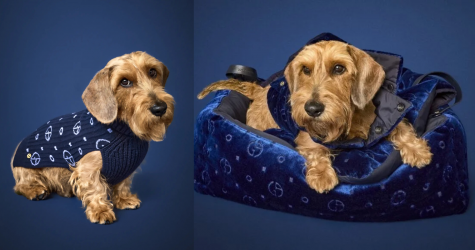 Giorgio Armani представил капсульную коллекцию для собак