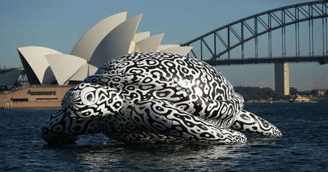 Исполинская черепаха затмила Сиднейскую оперу