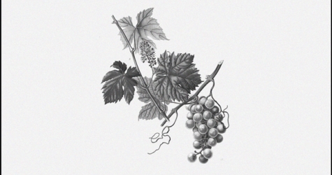 Парфюмерные ноты, которые опьяняют и способны затуманить разум