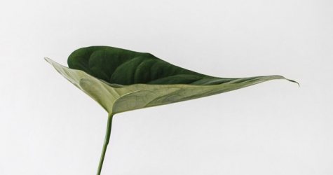 Что нужно знать о гринвошинге