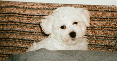 Собака — лучший друг! О своих питомцах рассказывают Директор Всего, Аня Зосимова, Алексей Киселев и другие друзья BURO.