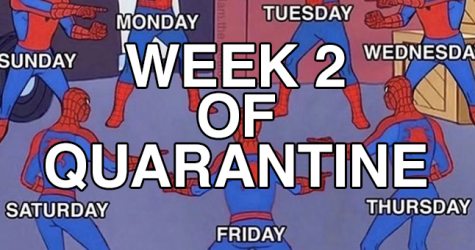 Коронавирусная мемотерапия BURO. продолжается: порно, коты и желание трогать лицо
