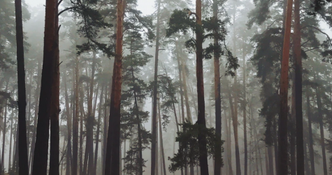 Эксперты оценили российские леса дороже нефти