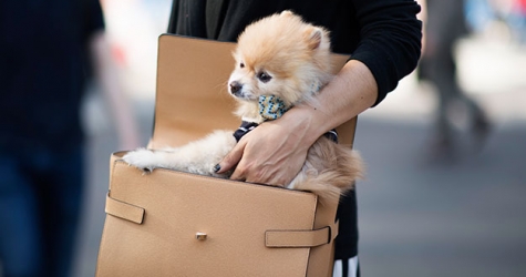 Что носят на Неделе моды в Нью-Йорке: 6 часть