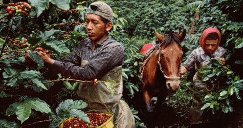 Эковдохновение от Lavazza: 3 шага на пути к устойчивому развитию