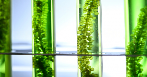 Фукус, келп, спирулина: почему все пьют биодобавки с водорослями