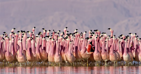 BBC опубликовал трейлер второй части самого дорогого фильма о природе