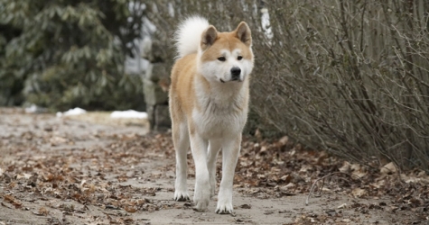 9 хороших фильмов и сериалов с собаками в главных ролях