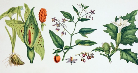 Как создавать популярные парфюмерные фланкеры