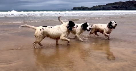 Собаки бегают по пляжу под музыку Генделя в новом видео Тильды Суинтон