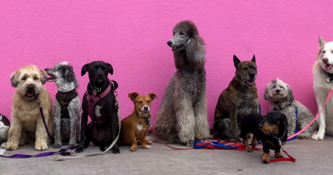 В России приняли закон об ответственном отношении к животным