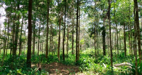 Часть дождевых лесов Амазонии может исчезнуть к 2064 году