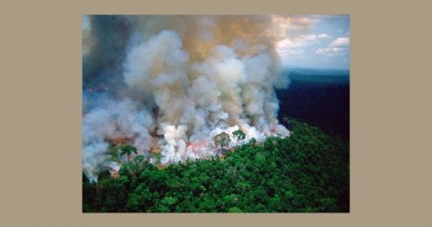 Зои Кравиц и Кара Делевинь привлекли внимание к горящим лесам Амазонки